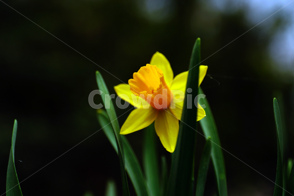 수선화,한국자연,꽃,꽃사진,플라워,flower,봄,봄꽃,spring,식물,plants,자연,nature,풍경,landscape,계절,season,snap,스냅,접사,macro,closeup,클로즈업,감성사진,감성,힐링,healing,느낌,feel,feeling,꽃밭,화단,나무,나뭇가지,tree,꽃봉오리,4월,April,봄,계절,spring,season,식물,자연,plants,nature,꽃,flower,plant,blossom