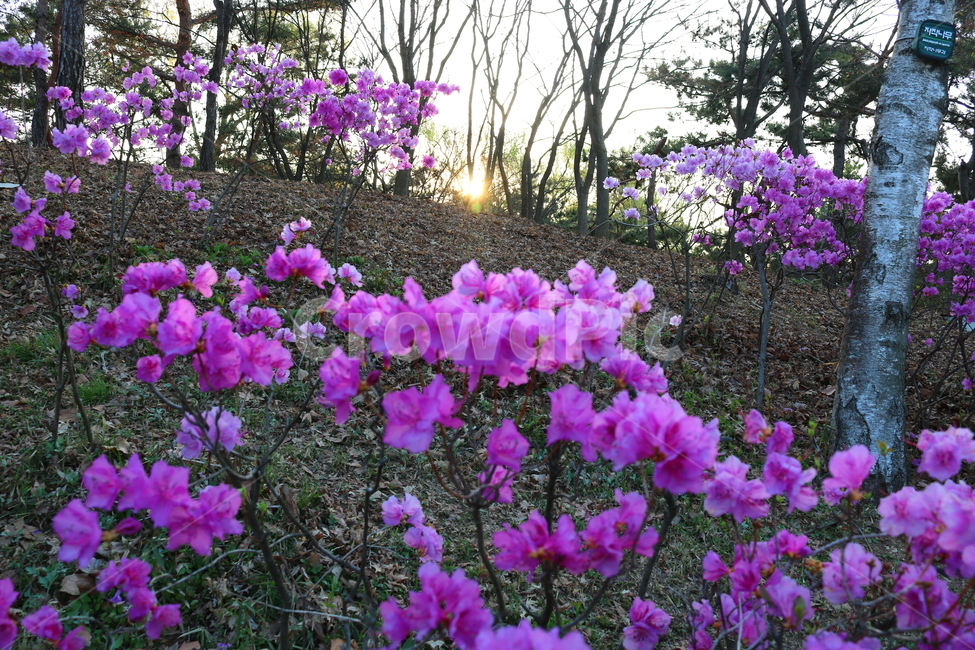진달래,꽃,진달래꽃,식물,자연,야생화,들꽃,분홍꽃,나무,진달래나무,낙엽관목,두견화,봄,봄꽃,낙업,나뭇잎,태향,해,햇빛