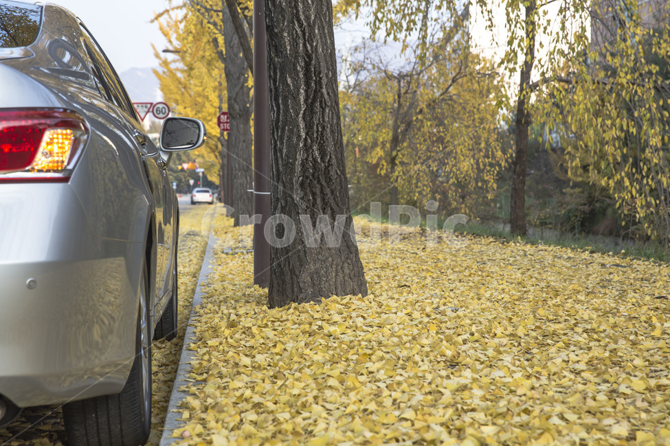 가을,낙엽,은행나무,감성,가로수,가을,계절,fall,autumn,season,식물,자연,plants,nature,나무,trees,wood,car,차,transportation,교통,vehicle,차량,automobile,자동차,tire,타이어,machine,기계,alloy wheel,합금 휠,spoke,살,wheel,바퀴