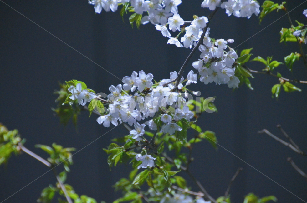 봄,벚꽃,밤벚꽃,밤,비,봄,계절,spring,season,plant,식물,flower,꽃,blossom