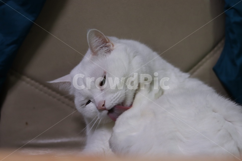 고양이,반려동물,그루밍,흰고양이,터키쉬앙고라,집냥이,동물,동물,animal,포유류,mammal,고양이,cat,kitten,kitty