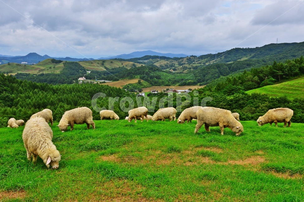 강원도,대관령,초원,양떼,animal,동물,sheep,양,mammal,포유류,outdoors,옥외,nature,자연,grassland,목초지,field,들,동물,animal,포유류,mammal,목축업,목장,livestock farming,ranching,pasture