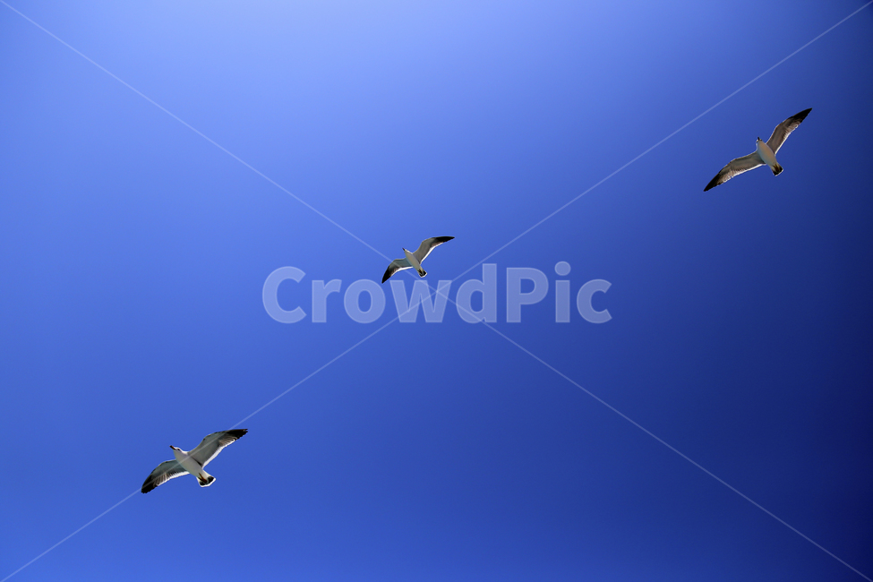 갈매기,하늘,파랑,새,바다새,동물,동물,animal,조류,새,birds