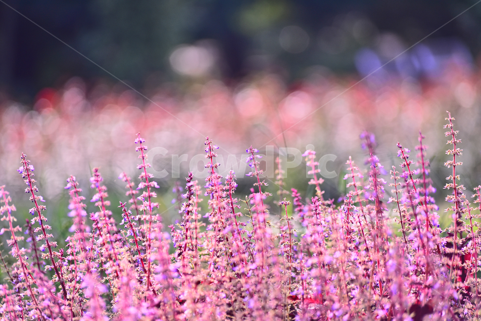 핑크색,화초,화단,정원,garden,flowers,분홍색,pink,야외,꽃밭,배경,바탕,백그라운드,park,식물,plant,flower,꽃,bokeh,blossom,보케,빛망울,식물,자연,plants,nature,꽃,flower