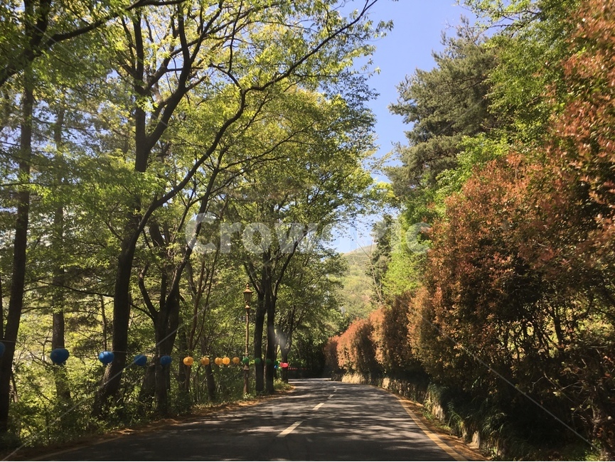 나무,여름,드라이브,산길,푸릇