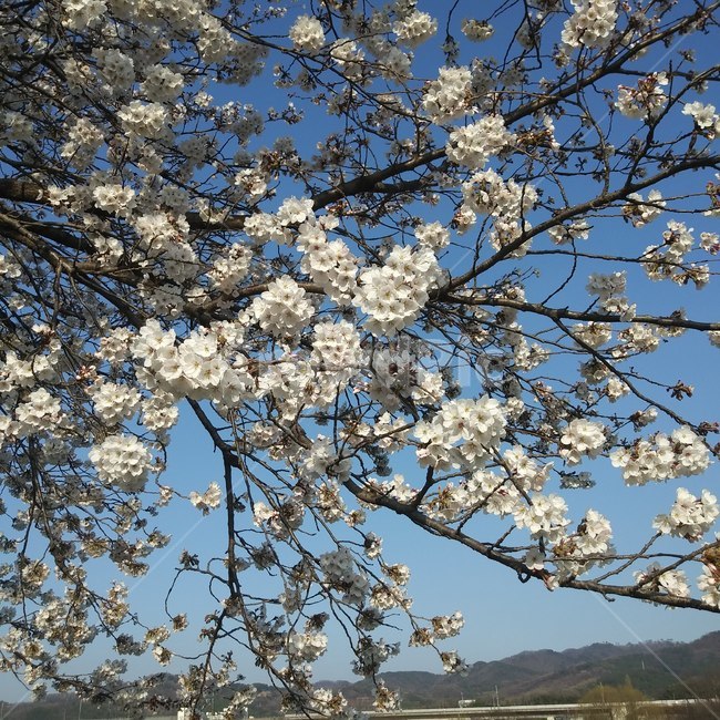 벚꽃,꽃,cherryblossom,봄,파란하늘