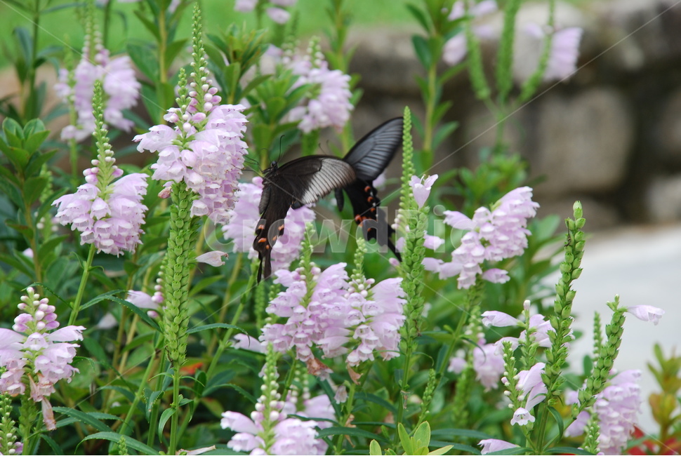 나무수국,산제비나비,나비,호랑나비,수국,식물,자연,plants,nature,꽃,flower,동물,animal,곤충,벌레,insect,bug