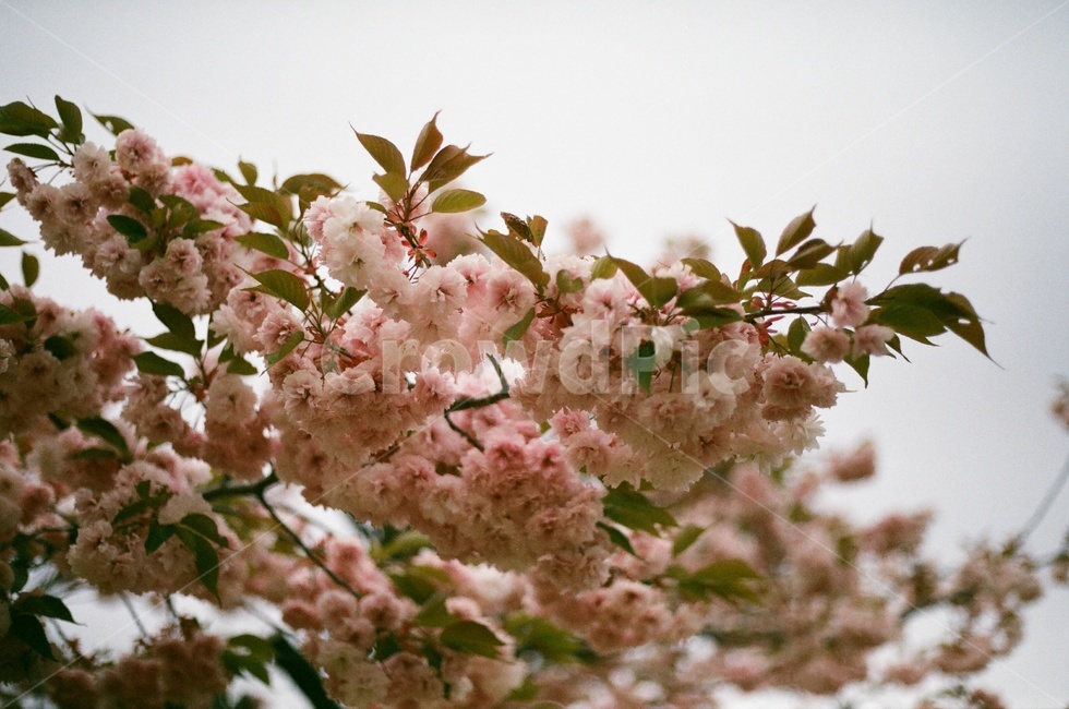 봄,벚꽃,겹벚꽃,벚꽃놀이,왕벚꽃,자연,봄,계절,spring,season,식물,자연,plants,nature,꽃,flower,plant