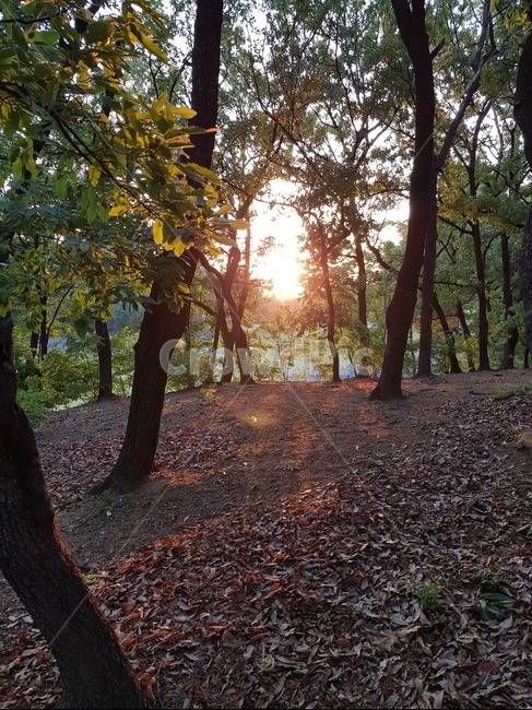 숲,햇빛,노을,석양,낙엽