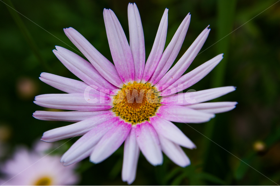 꽃,자연,공원,분홍색,꽃잎,야외,야외촬영,분홍색꽃,핑크,플라워,야생화,flower,pinkflower,pink,nature,natural,park,outdoor,closeup,아름다운,beautiful,pretty,예쁜,봄,여름,spring,summer