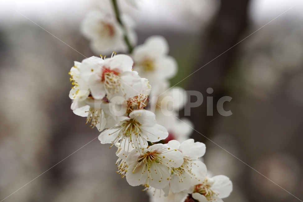 매화,꽃,나무,나뭇가지,산,봄,자연,플라워,꽃봉오리,flower,nature,spring,접사,macro,클로즈업,closeup,tree,숲,숲속,산림,삼림,조경,식물,plants,봄꽃,감성,힐링,풍경,landscape,식물,자연,plants,nature,봄,계절,spring,season,꽃,flower,plant