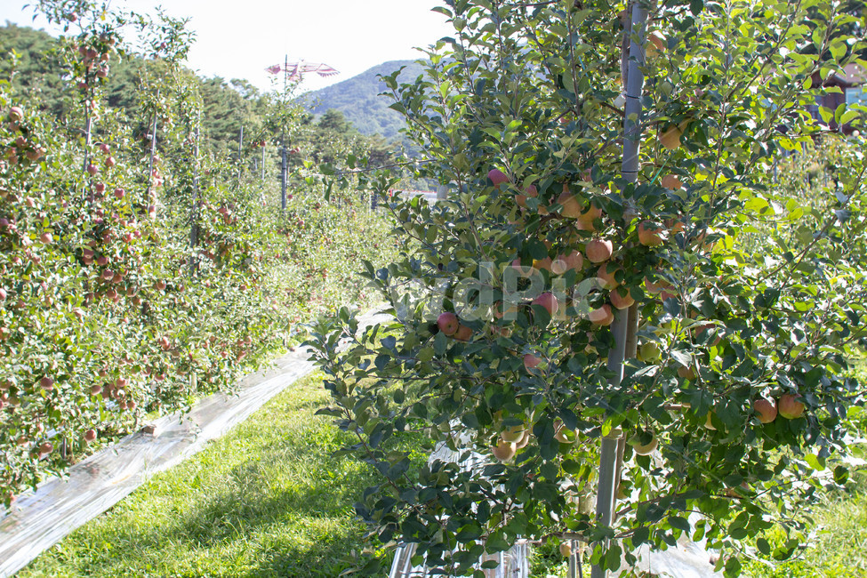 하늘,구름,나뭇잎,가을,백그라운드,nature,자연,옥외,outdoors,planr,나무,leaf,잎,식물,사과,과일,열매,fruit