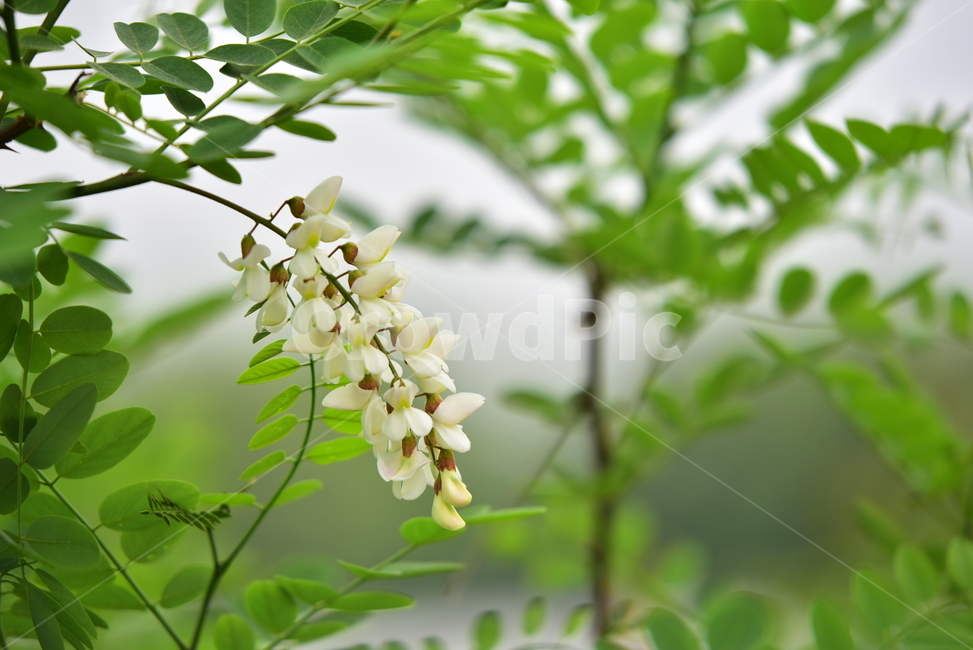 아카시아,꽃,아까시나무,나무,힌색,자연,식물,nature,plants,flower,플라워,향기,달콤한,힐링,healing,feeling,농촌