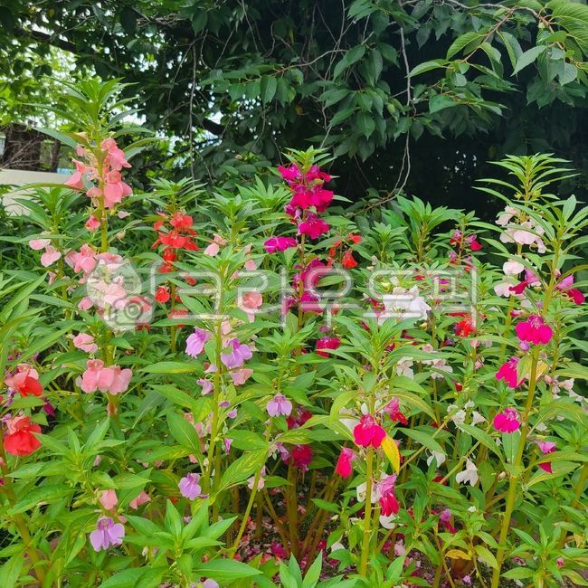 balsam flower,petal,impatiens,impatiens flower,balsam,wild flowers,flower