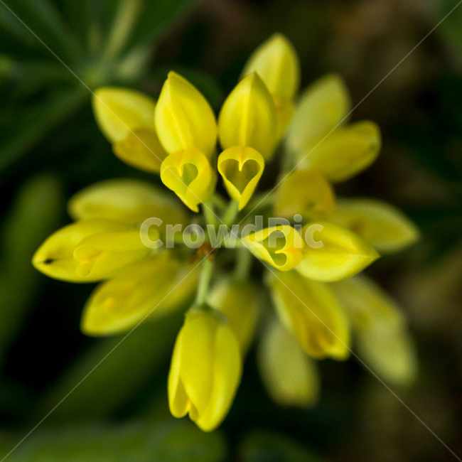 꽃,코로닐라,coronilla,하트꽃,heartshapeflower,coronillaminima,꽃잎,야생식물,야생화,wildflower,wildplant,꽃말,symbolism,petal,flower,호주꽃,호주식물