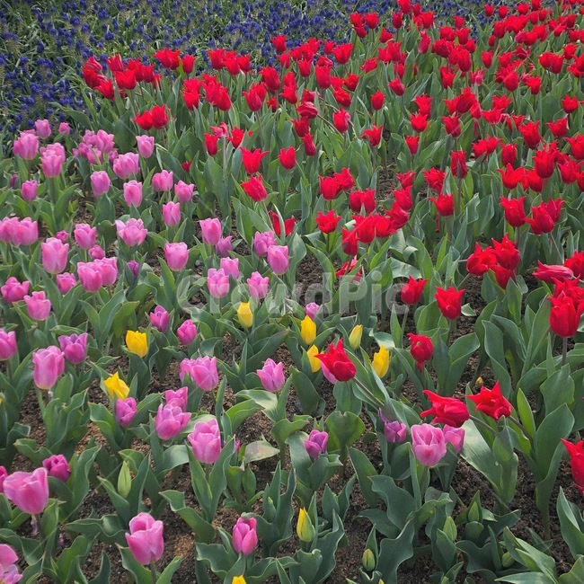 plant,flower,꽃,튤립,꽃밭,식물,자연,plants,nature,꽃,flower