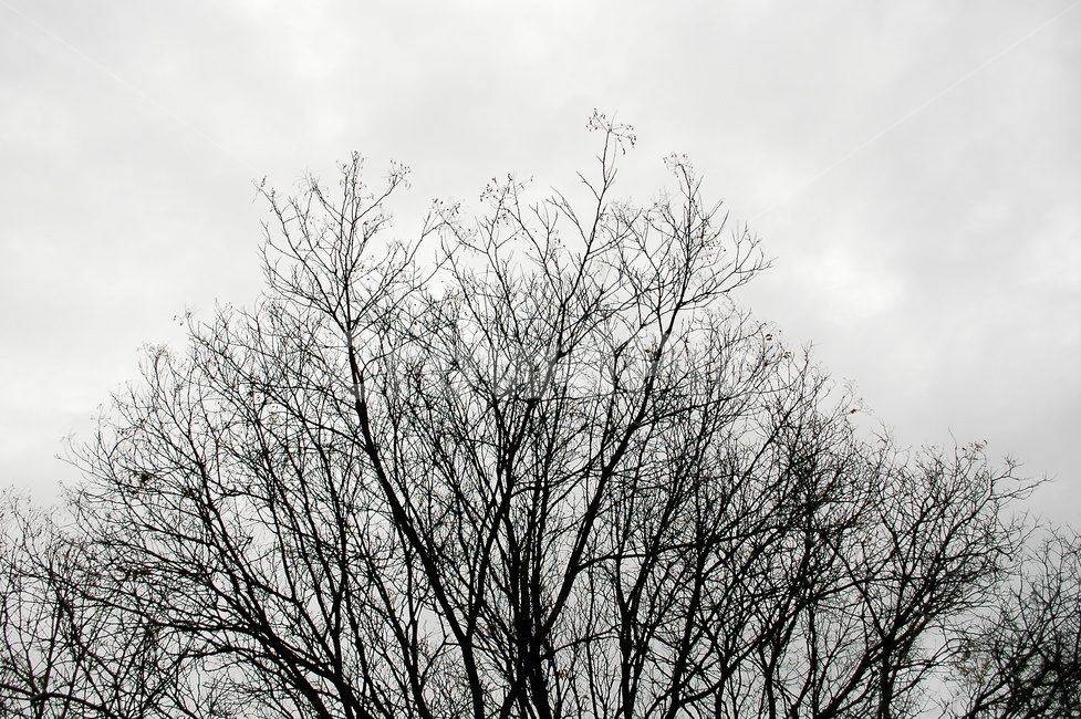 흐린날,하늘,나무,나뭇가지,나무가지,나뭇잎,낙엽,겨울,계절,winter,season,식물,자연,plants,nature,나무,trees,wood,흑백,모노톤,monochrome,black and white