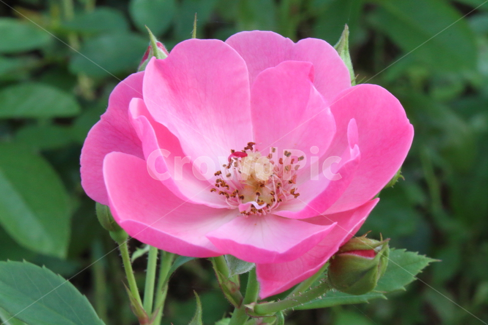 장미,꽃,식물,정원수,rose,식물,자연,plants,nature,꽃,flower