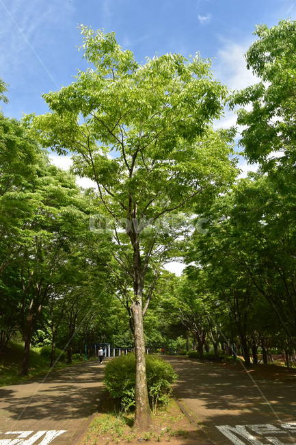 나무,공원,산책,푸름,여름