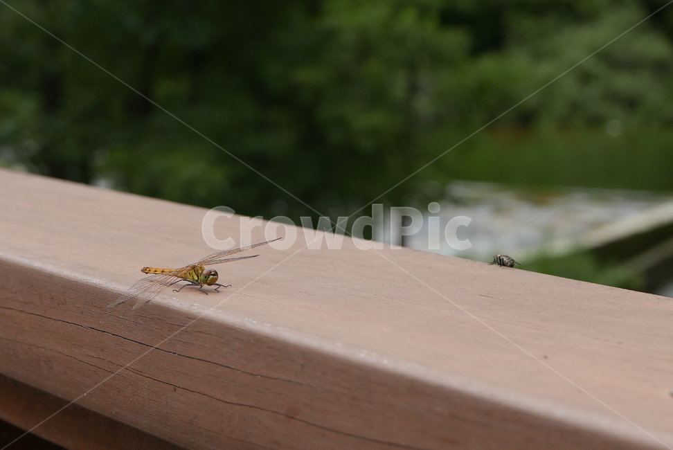 잠자리,곤충,dragonfly,insect,파리,fly