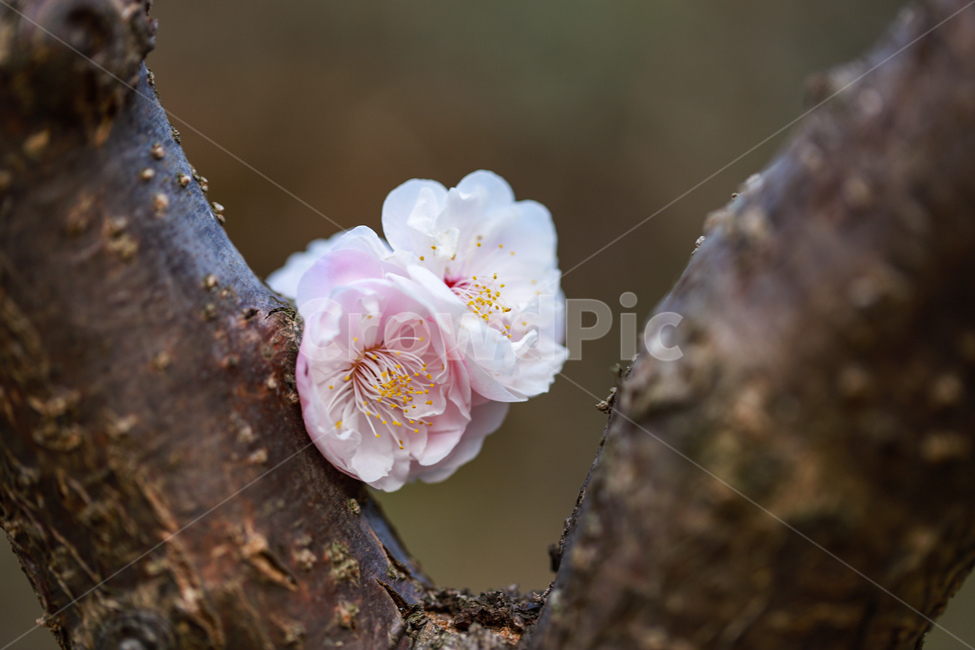 꽃,식물,나무,봄,flower,식물,자연,plants,nature,꽃,flower