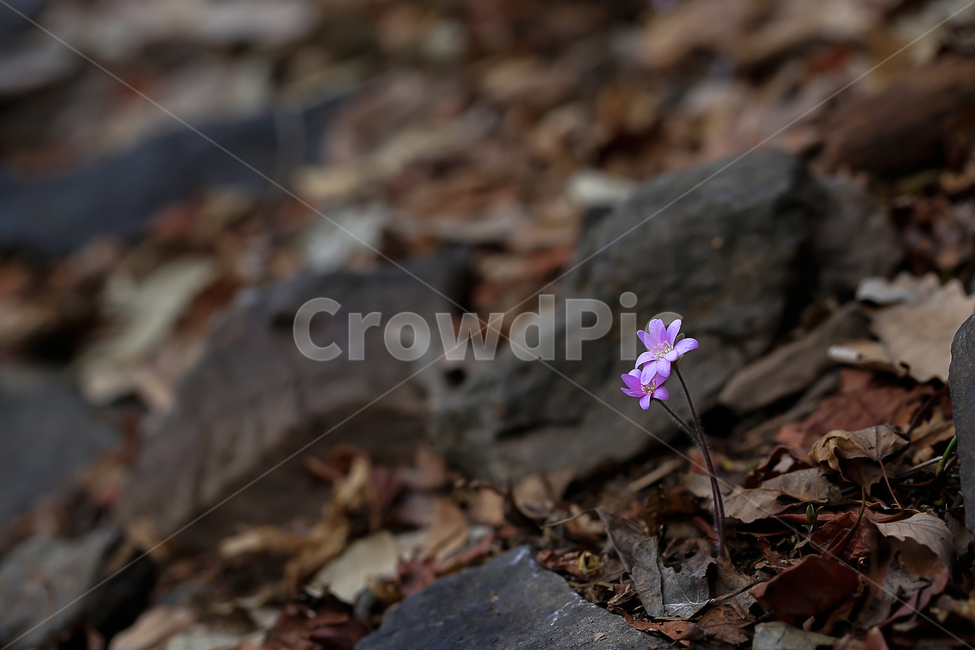 노루귀,야생화,봄,봄꽃,꽃,식물,봄에피는꽃,우리나라꽃,우리나라,분홍색,분홍,꽃잎,꽃망울,낙엽,갈색,가을,예쁜,예쁘다,아름다운,아름답다,화분,화분키우기,분갈이,감성사진,감성,테마,봄테마,여름테마,배경색,배경,화면,배경화면,토종,토종꽃,토종식물,관상,줄기,솜,솜털,보송보송,땅,솓아오르다,돋다,돋아나다,화려,화려한,화사,화사한,군락지,식물,자연,plants,nature,꽃,flower