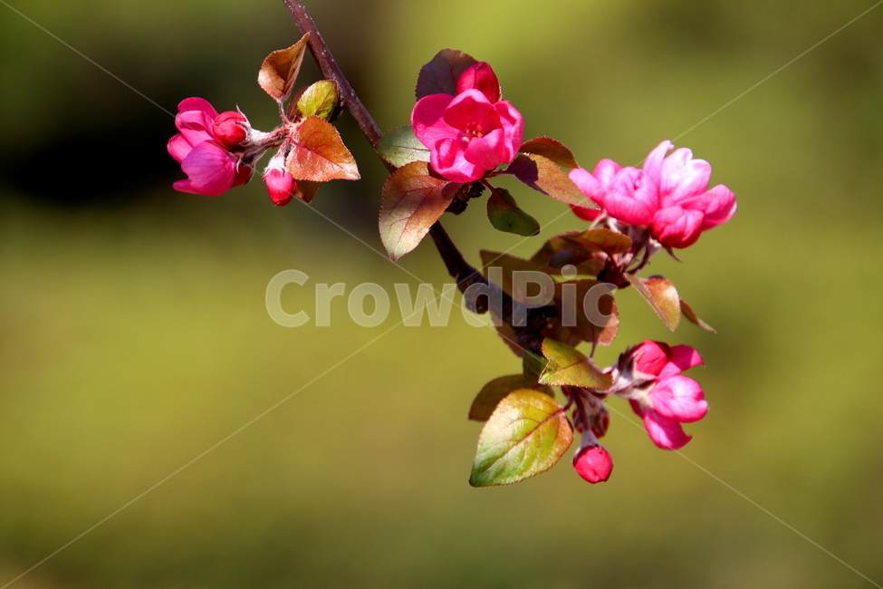 꽃,식물,plant,flower,봄,식물,자연,plants,nature,꽃,flower