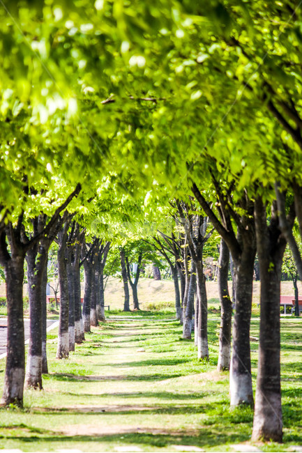 송도,송도센트럴파크,나무,풍경,숲