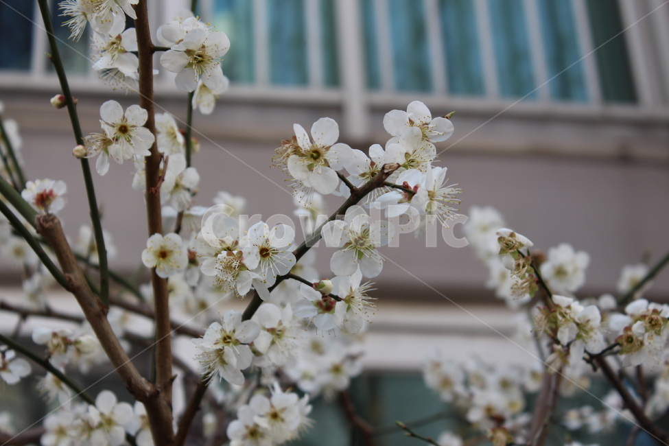 꽃,봄,spring,계절,꽃나무,flower,plant,식물