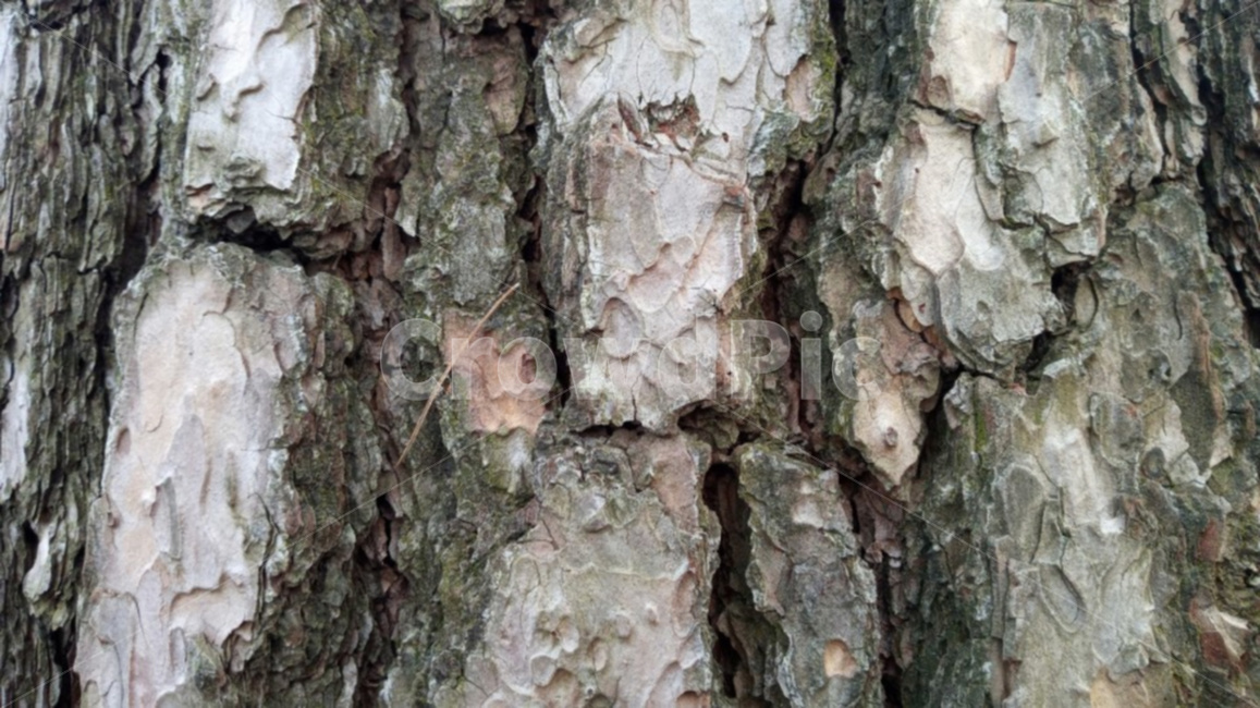 소나무,나무,나무무늬,자연,나무껍질,식물,자연,plants,nature,나무,trees,wood