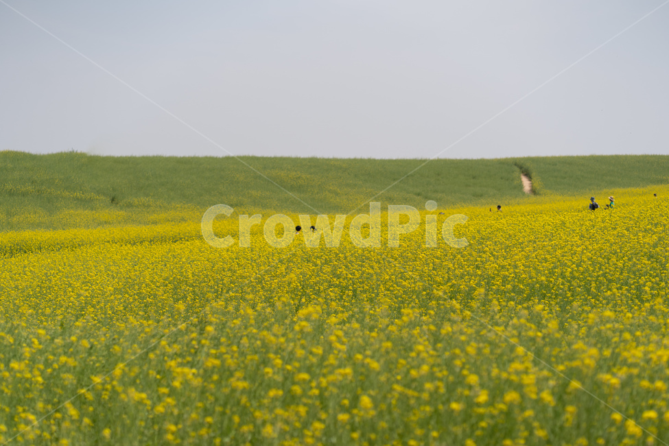 plant,식물,잔디,하늘,풍경,자연,natureal,sky,유채꽃,들판,봄,계절,spring,season,자연,풍경,nature,landscape