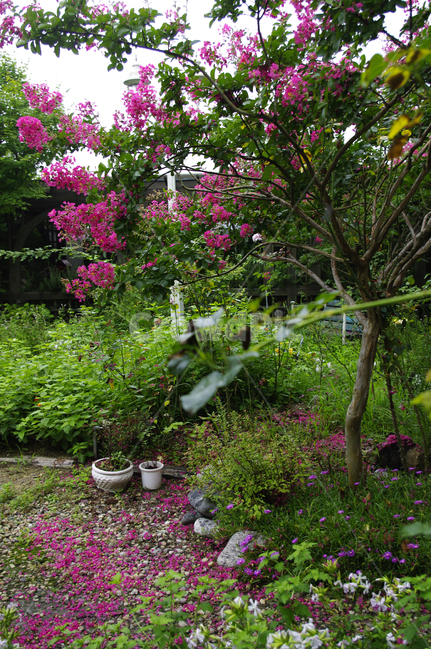 배롱나무,꽃,flower,식물,plant,꽃,flower