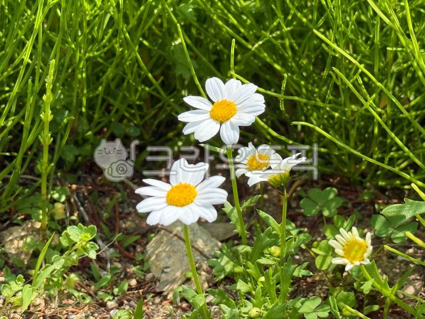 꽃,마가렛,데이지,마가렛꽃,데이지꽃,샤스타데이지,샤스타데이지꽃,자연,구절초,구절초꽃,풀,flower,grass,nature,daisy,daisyflower,marguerite,margueriteflower,shastadaisy,shastadaisyflower