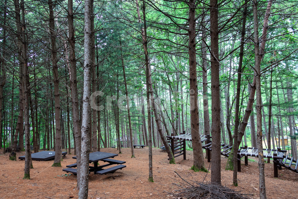 봉래산산림욕장,환경,봉래산,영월,벤치,산,나무,숲,자연,풍경,nature,landscape,ground,바닥,tree,plant,식물