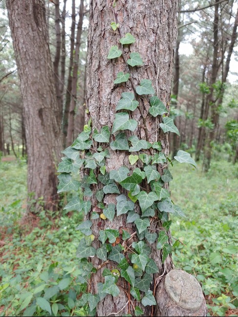 아이비,덩쿨,넝쿨,숲,나무,green,woods,plant,식물,자연,nature,환경,environment,신선한,fresh,trees,leaf,leaves,ivy