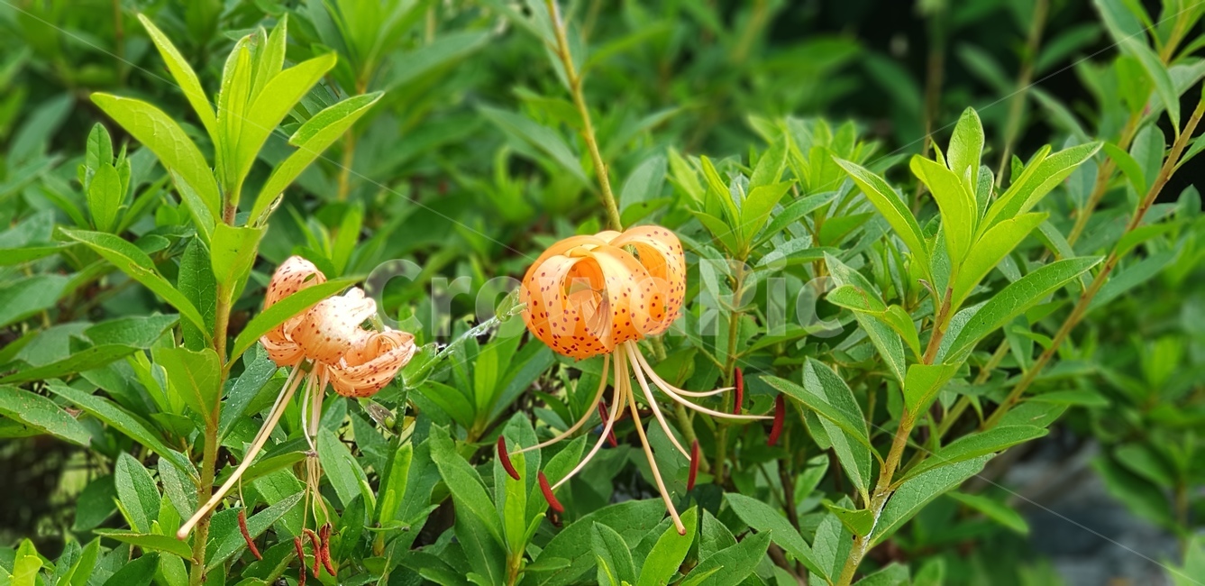 꽃,주황,초록,연두,잎사귀,계절,꽃수술