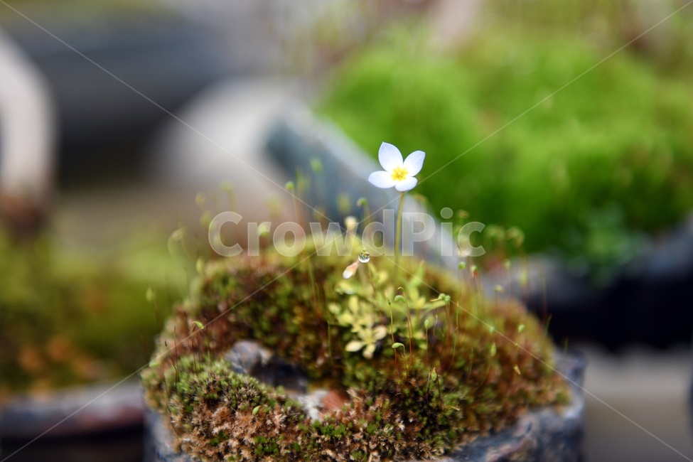 식물,꽃,감성사진,자연,flower,꽃사진,봄,봄꽃,계절,감성,4월,spring,힐링,자연풍경,풍경,봄,계절,spring,season,식물,자연,plants,nature,꽃,flower,moss,이끼,plant