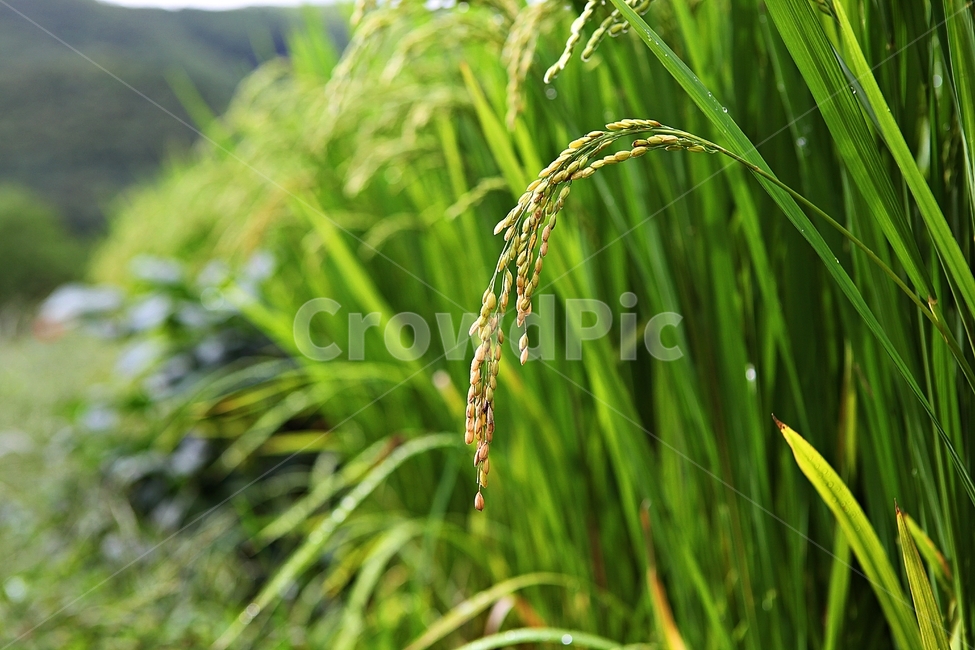 벼,이삭,쌀,알맹이,곡식,식량,식물,자연,산업,industry,industrial,농업,농사,agriculture,farming,farming industry