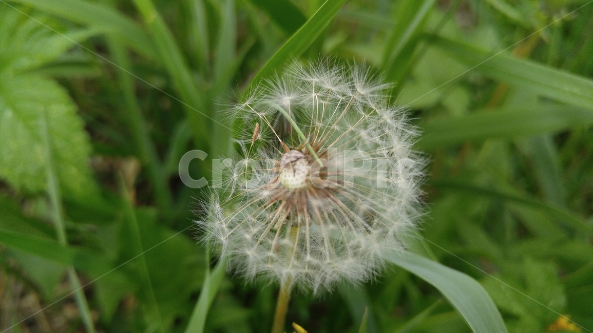 민들레홀씨,민들레,꽃,흰꽃,흰색,식물,길,녹색,배경,감성,계절,dandelion,flower,whiteflowers,white,flants,green,background,emotional,season