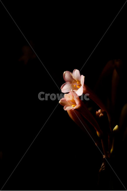 꽃,flower,flow,봄꽃,flowerphotography,식물,자연,plants,nature,꽃,flower