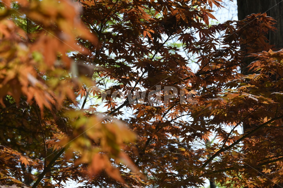 나무,나뭇잎,가을,단풍,tree,leaf,maple