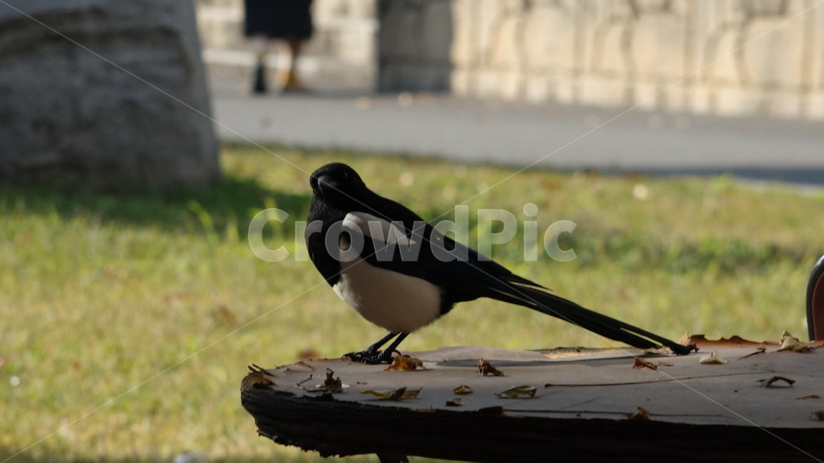 까치,새,조류,동물,휴식,공원,자연,park,nature,bird,animal,동물,animal,조류,새,birds