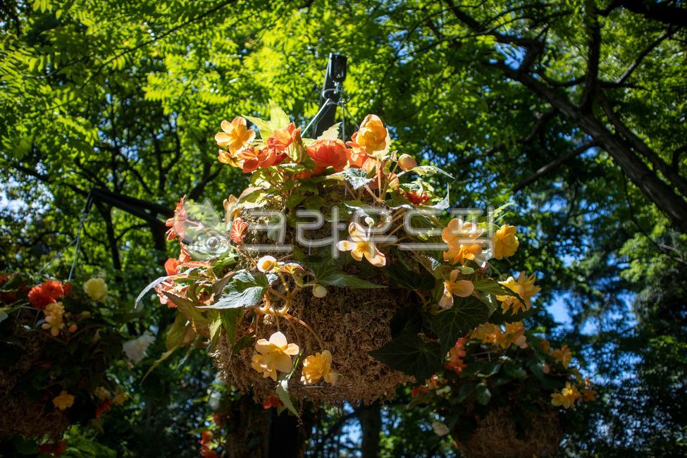 식물,flower,꽃바구니,개화,자연,nature