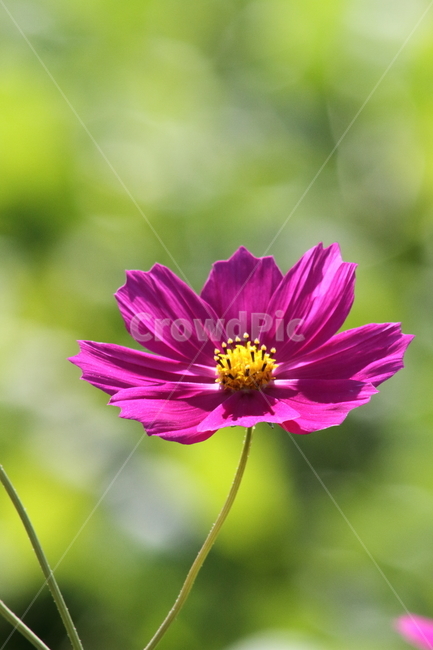 코스모스,꽃,식물,가을꽃,cosmos,가을,계절,fall,autumn,season,식물,자연,plants,nature,꽃,flower,plant