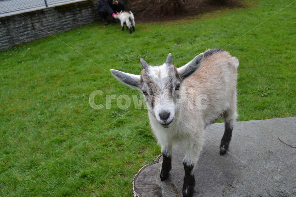 노르웨이,플롬,산양,norway,flam,babygoral,동물,animal,포유류,mammal