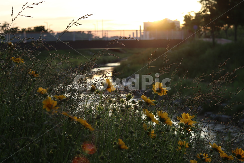 금계국,햇살,빛,아침,풍경,노랑,식물,자연,plants,nature,꽃,flower