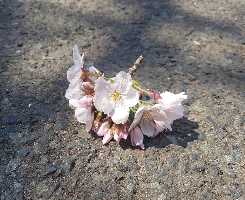 꽃,flower,봄,spring,도로