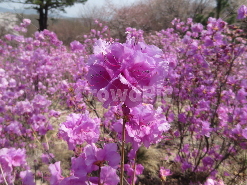 pink,true flower,Azalea flower,Azalea Garden,Dugyeonhwa,springseason,spring,spring flowers,plants,season,geranium,blossom,nature,pink flower,Azalea,flower,dicotyledonous plant,plant,deciduous shrub