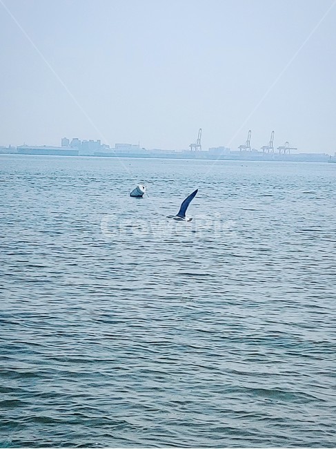 자연,풍경,새,물,바다,동물,water,bird,animal,갈매기