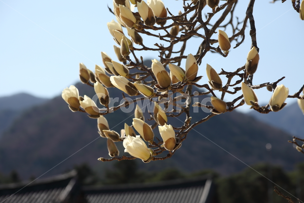 plant,식물,목련,봄,magnolia